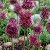 Prydløg 'Red Mohican'