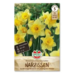 Påskelilje 'Carlton'