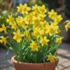 Påskelilje 'Tête à Tête'