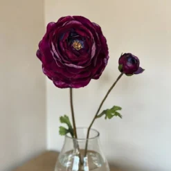 Ranunkler blomsterløg, lilla - 12 stk.