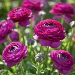 Ranunkler blomsterløg, lilla - 12 stk.