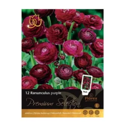 Ranunkler blomsterløg, lilla - 12 stk.