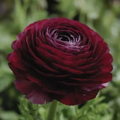 Ranunkler blomsterløg, lilla - 12 stk.