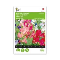 Ærteblomst frø, Colorama - mix