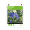 Ærteblomst frø, Royal Family Blue