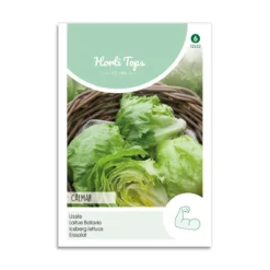 Salat Iceberg frø "Calmar"