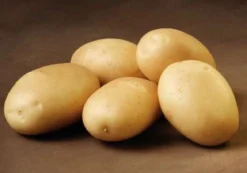 Sava læggekartofler - 1,5 kg. (sen)