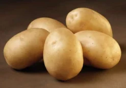 Solist øko læggekartofler - 1,5 kg. (meget tidlig)