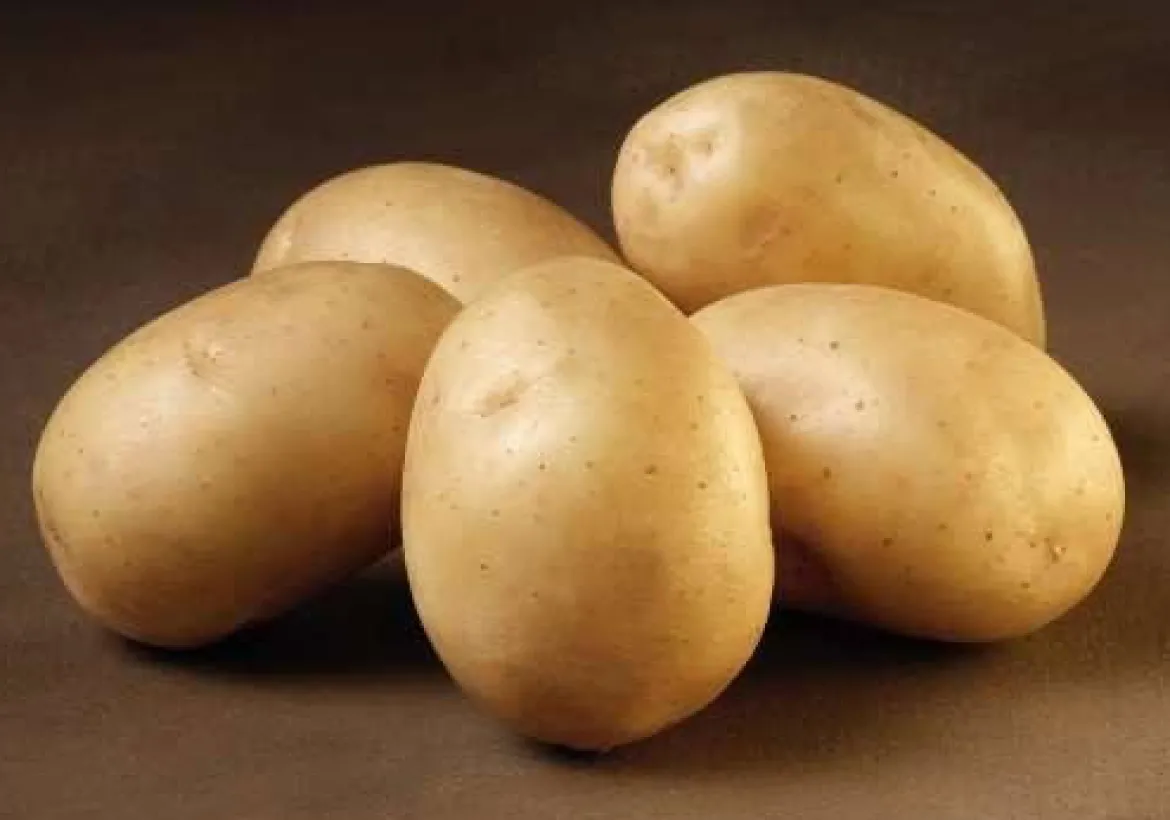 Solist læggekartofler - 1,5 kg. (meget tidlig)