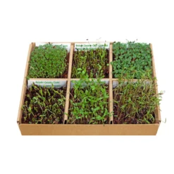 Spiselige blomster – dyrk selv kit
