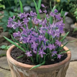 Stor snepryd 'Chionodoxa Luciliae'