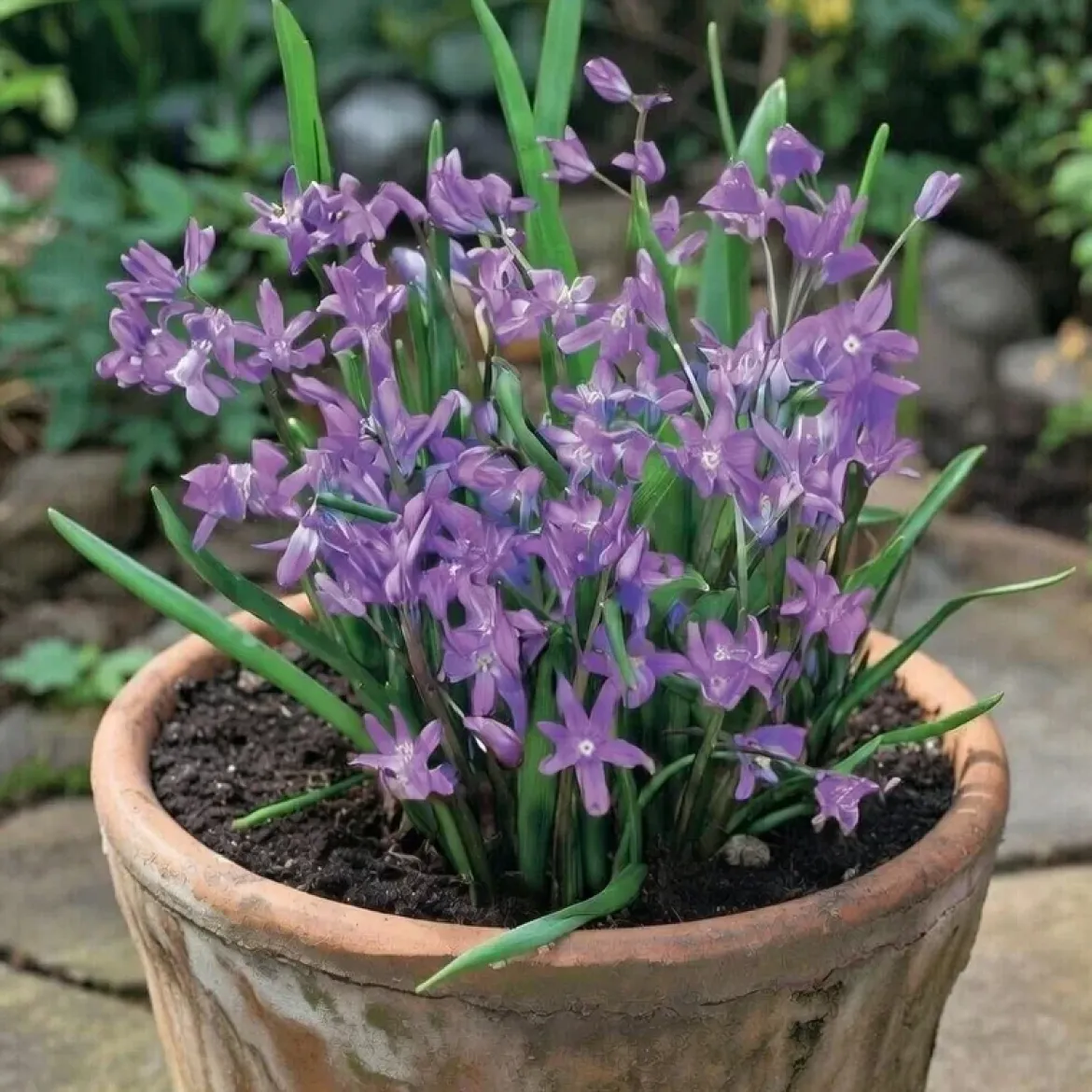 Stor snepryd 'Chionodoxa Luciliae'
