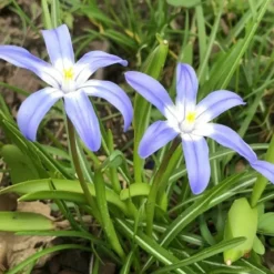 Stor snepryd 'Chionodoxa Luciliae'