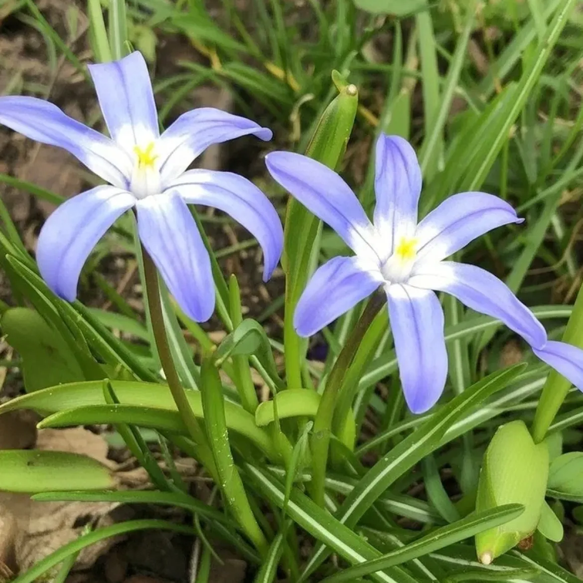 Stor snepryd 'Chionodoxa Luciliae'