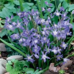 Stor snepryd 'Chionodoxa Luciliae'