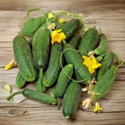 Sylteagurk frø, Pickling Paris
