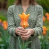 Tulipan 'Ballerina'