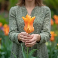 Tulipan 'Ballerina'