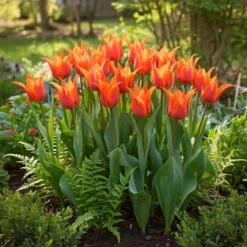 Tulipan 'Ballerina'