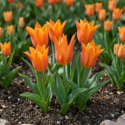 Tulipan 'Ballerina'