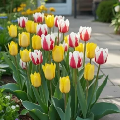 Tulipan blanding, Happy Mix - 10 løg