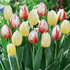 Tulipan blanding, Happy Mix - 10 løg