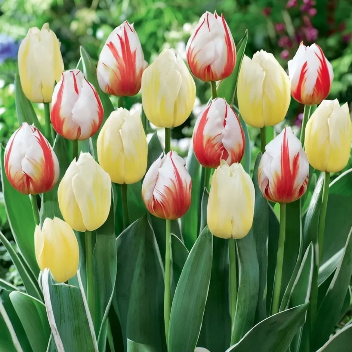 Tulipan blanding, Happy Mix - 10 løg