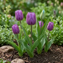 Tulipan 'Blue Beauty'