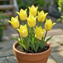 Tulipan 'Bright Gem'