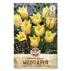 Tulipan 'Bright Gem'