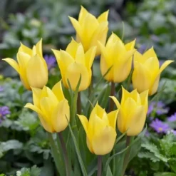 Tulipan 'Bright Gem'