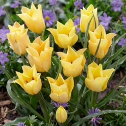 Tulipan 'Bright Gem'