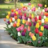 Tulipan 'Country House'