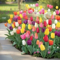 Tulipan 'Country House'
