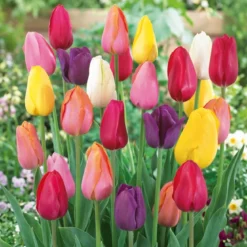 Tulipan 'Country House'