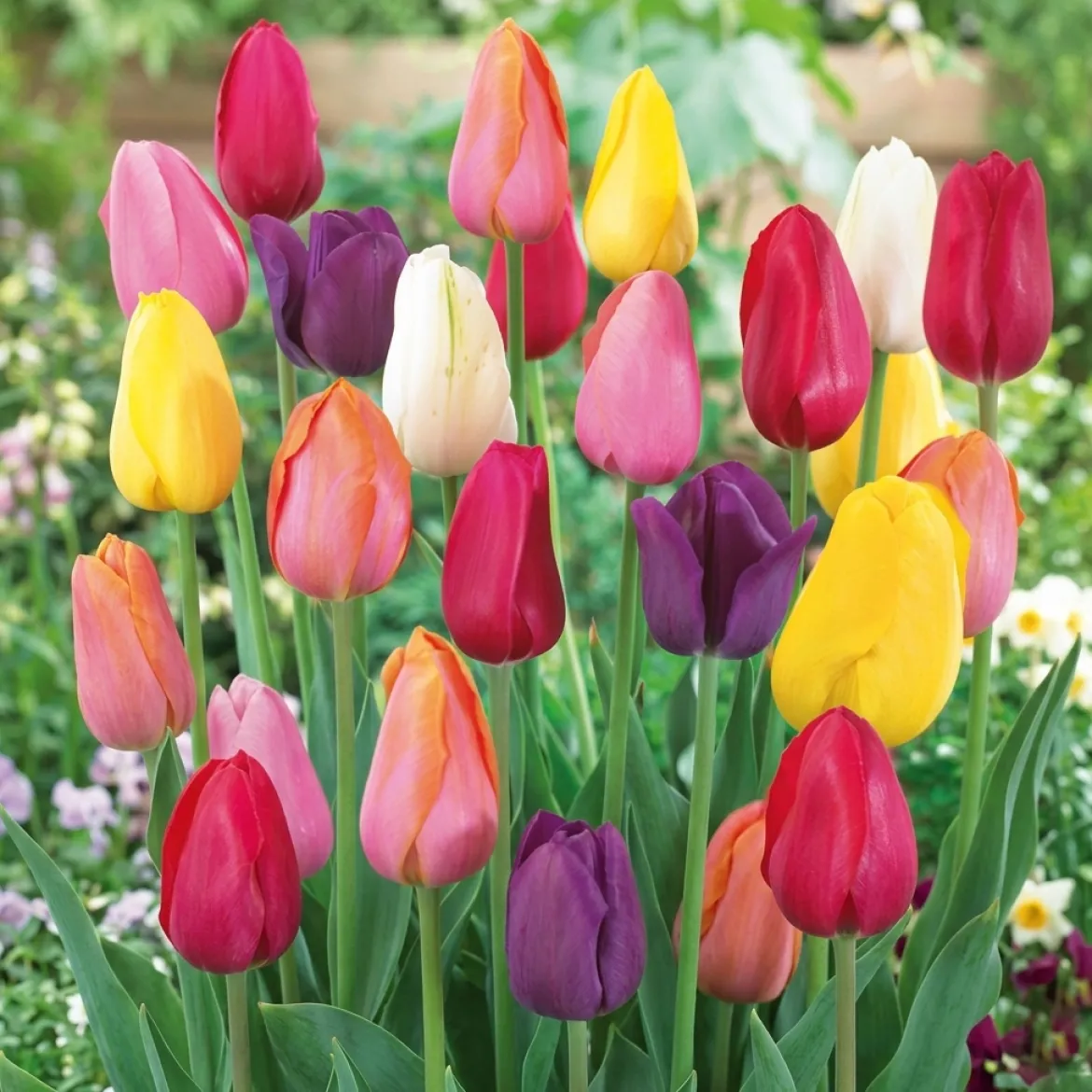 Tulipan 'Country House'
