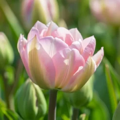 Tulipan 'Finola'