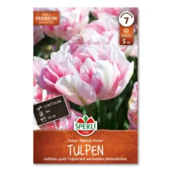 Tulipan 'Finola'