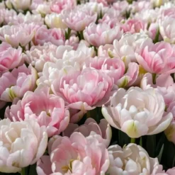 Tulipan 'Finola'