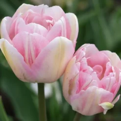 Tulipan 'Finola'