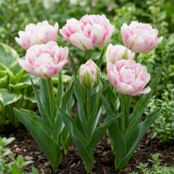Tulipan 'Finola'