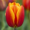 Tulipan 'Flair'