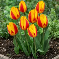 Tulipan 'Flair'