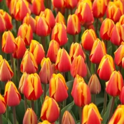 Tulipan 'Flair'