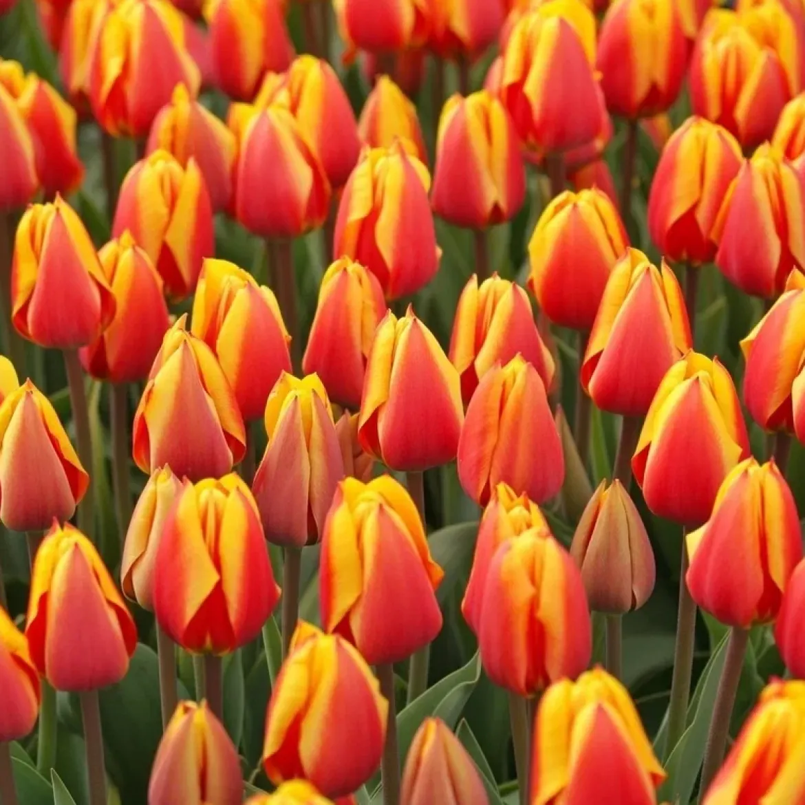 Tulipan 'Flair'