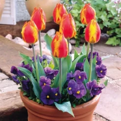 Tulipan 'Flair'