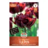Tulipan 'Palmyra'