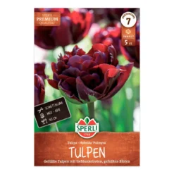 Tulipan 'Palmyra'