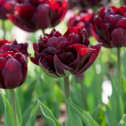 Tulipan 'Palmyra'