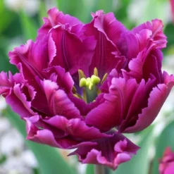 Tulipan 'Parrot Negrita'